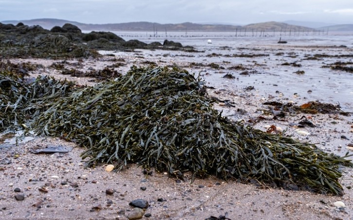 algae beach Jozef Durok