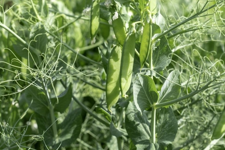 The study discovered two mutations in pea plants that made them high in iron. Image Source: I_Lunaart/Getty Images