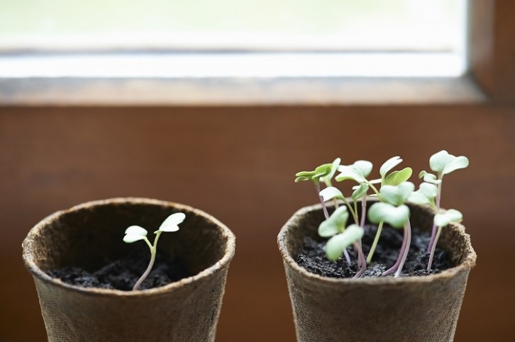 Broccoli sprouts contain an abundance of polysulfides, the study showed. Image Source: Dougal Waters 