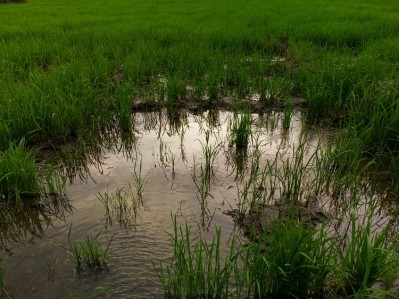 Rice emits 10% of the world's methane. Image Source: DIEGO ANDRESCARTAGENA TRIANA/Getty Images