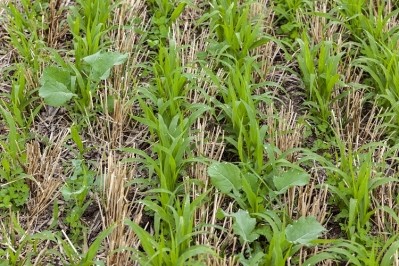 Cover cropping, whereby plants are planted to cover the soil rather than to be harvested, is an important practice in regenerative agriculture. GettyImages/mvburling