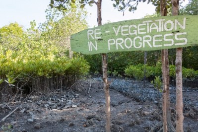 Carbon offset projects include planting trees or conserving forests or mangroves. Image: Getty/mps197