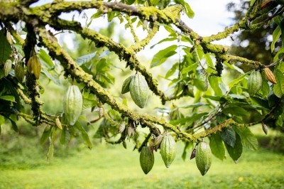 Cocoa companies are collaborating to try to aim for better wages for farmers. Image Source: EMS-FORSTER-PRODUCTIONS/Getty Images