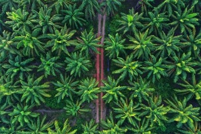 The study examined consumer attitudes to palm oil in Germany. Image Source: 	ibnjaafar/Getty Images