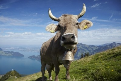 12 Brown Swiss cows, split into two groups of 6, were part of the study. Image: Getty/ideeone