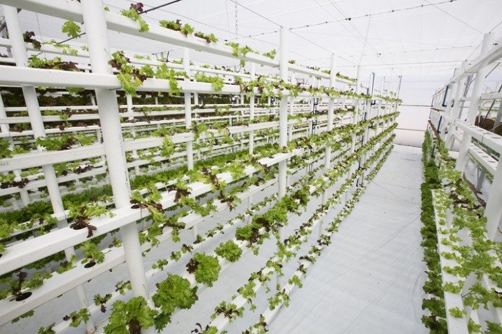 Researchers in Denmark and New Zealand have teamed up to determine whether consumers actually do prefer the taste of organic greens grown in an open field over those vertically farmed. GettyImages/LouisHiemstra