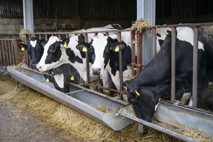 The bill will ban the export of cattle, sheep, goats, pigs and horses for fattening and slaughter. Image Source: Johnny Greig/Getty Images