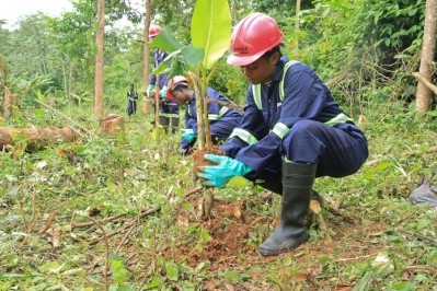 Young workers plants new cocoa trees on a farm in Ghana, as part of the country's agricultural services consortium. Pic: Kojo Hayford/thecocoapost.com