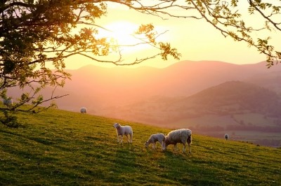 The Welsh Government provides support for businesses looking to be more sustainable. Image Source: AlasdairJames/Getty Images