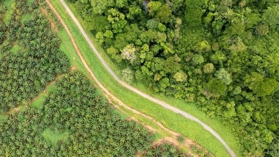 The palm oil industry in Malaysia is calling for the EU to provide more clarity over how it will define ‘high-risk’ countries under its recently-approved Deforestation Regulation. ©Getty Images