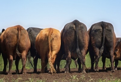 The pressure is on for industry to reduce its methane emissions, with agriculture (including ruminant agriculture) accounting for the largest source of anthropogenic methane emissions. GettyImages/Lynn_Bystrom