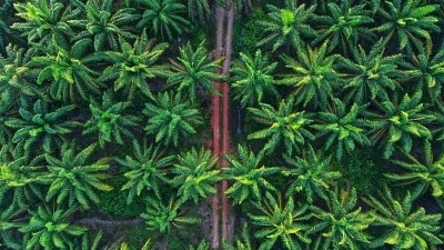 Nestle has voiced support for the continued use of palm oil in the food and beverage sector amid intense debate surrounding the recently-enacted EU Deforestation Regulation. ©Getty Images