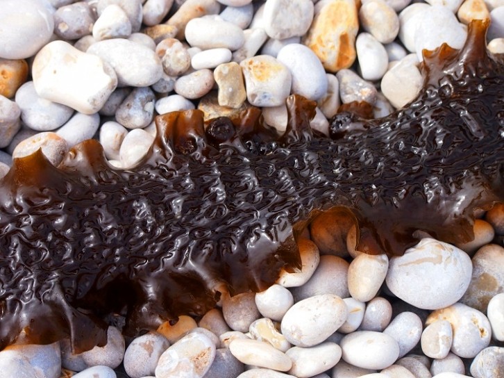 Can consumer appetite for seaweed be cultivated? GettyImages/ANGHI