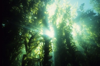 The enriched seaweed biomass (or ‘super-seaweed’) could be consumed raw, as a healthy seaweed snack, used as a spice in cooking, or in seaweed-derived antioxidant products, such as tablets or food supplements. GettyImages/Tammy616