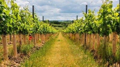 A vineyard in Maidstone, Kent. Pic: getty/asmithers